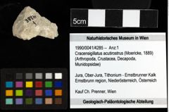 Foto (Objekt + Etiketten) von Cracensigillatus acutirostrus (Moericke, 1889) 